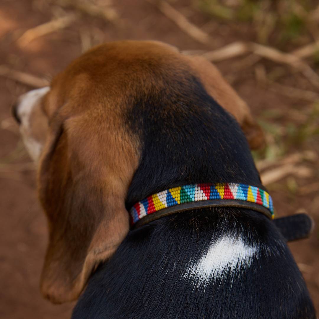 Dog Collar