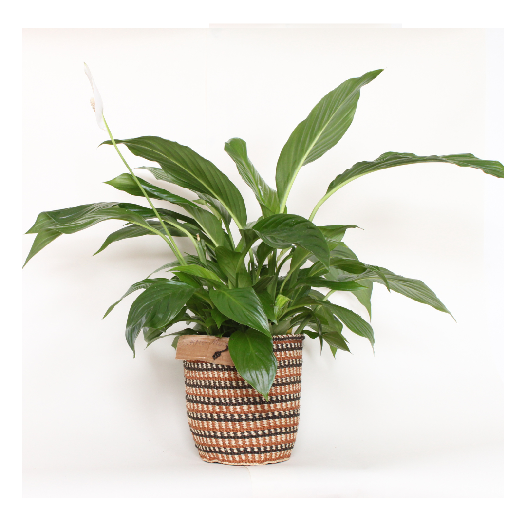 Fine Weave Basket - Creative Design