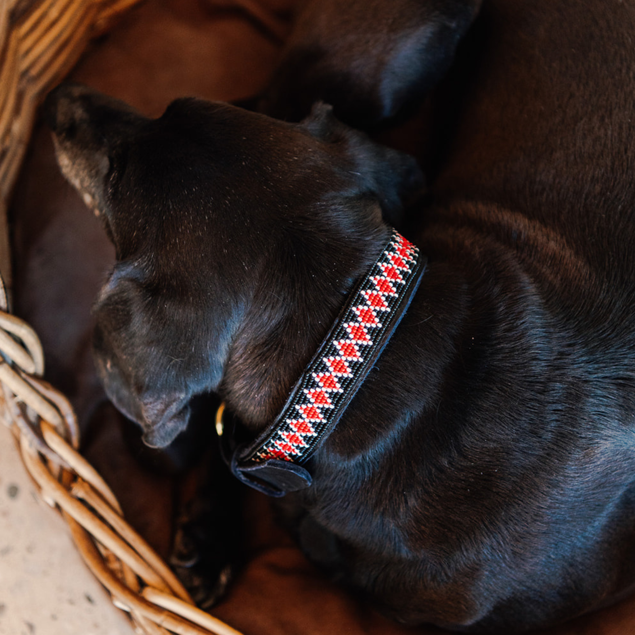 Dog Beaded Collar